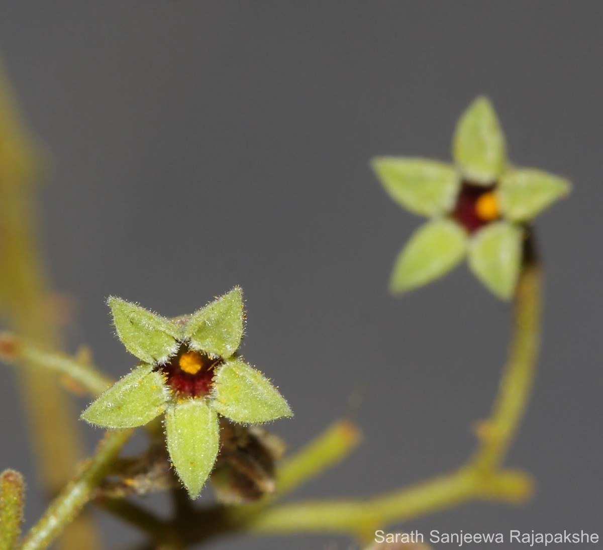 Sterculia urens Roxb.